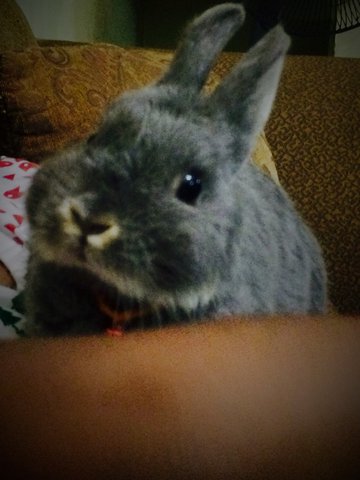 Dusty - Netherland Dwarf Rabbit