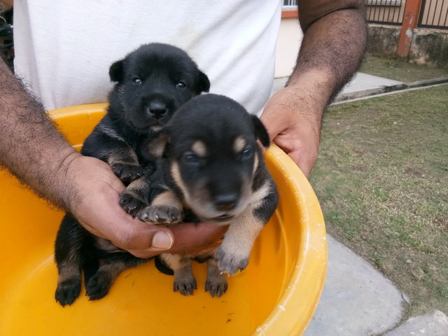 Simbha And Baloo - Rhodesian Ridgeback + Rottweiler Dog