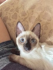 Toffee - Siamese Cat