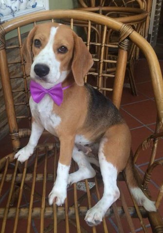 Beagle - Beagle Dog