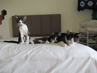 Daisy, Charlie And Rue-boy - Domestic Short Hair Cat