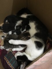 Daisy, Charlie And Rue-boy - Domestic Short Hair Cat