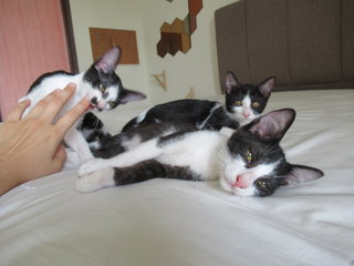 Daisy, Charlie And Rue-boy - Domestic Short Hair Cat