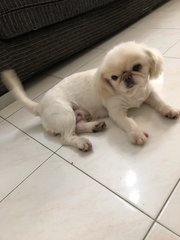 Xingfu幸福 - Pekingese Dog