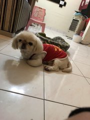 Xingfu幸福 - Pekingese Dog