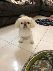 Xingfu幸福 - Pekingese Dog