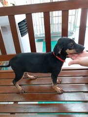 Doberman  Mix Puppies - Doberman Pinscher Mix Dog