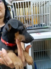 Doberman  Mix Puppies - Doberman Pinscher Mix Dog