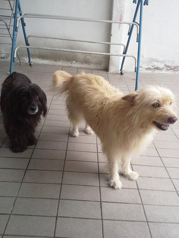 Laksa And Latte - Terrier Mix Dog