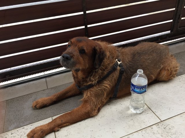 Lions - Bullmastiff + Rottweiler Dog