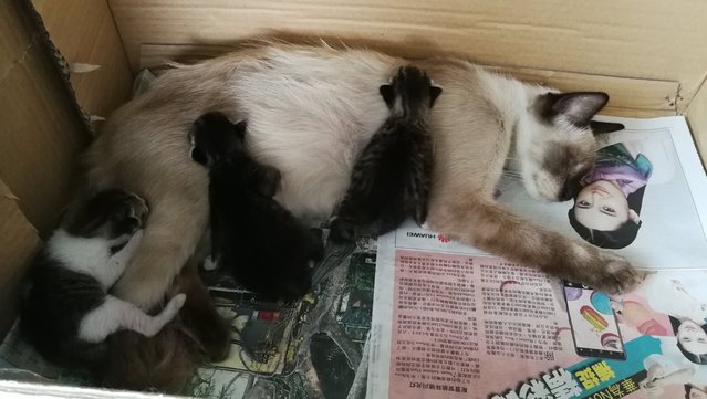 PF85965 - Tabby + Balinese Cat