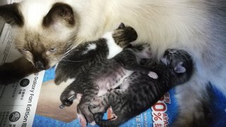 Vet said they are fat and healthy.