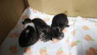Vet said they are fat and healthy.