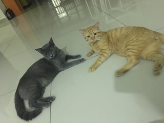 Grey (left) & Pumpkin (right)