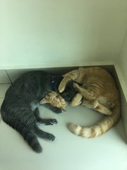 Grey &amp; Pumpkin - Domestic Short Hair Cat