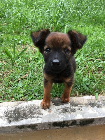 Gypsy - Mixed Breed Dog