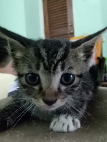 Kitten Ra13 - Domestic Short Hair Cat