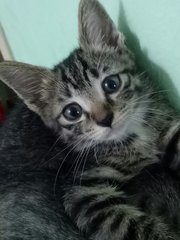 Kitten Ra13 - Domestic Short Hair Cat