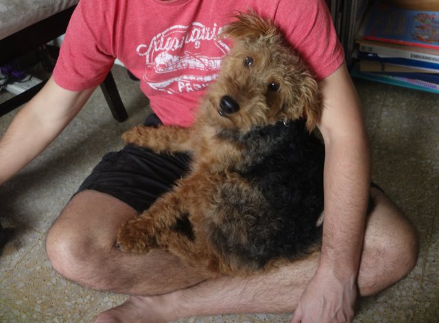 Hershey - Welsh Terrier Dog