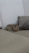 Popo1 - American Curl + American Shorthair Cat