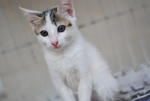 Sasa - Domestic Short Hair Cat