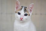 Sasa - Domestic Short Hair Cat