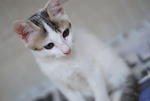 Sasa - Domestic Short Hair Cat