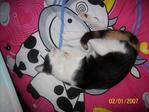 Cats-baby,manja,comel. - Tortoiseshell + Calico Cat