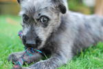 Feather - Terrier + Schnauzer Dog