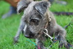 Feather - Terrier + Schnauzer Dog