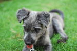 Feather - Terrier + Schnauzer Dog