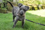 Feather - Terrier + Schnauzer Dog