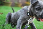 Feather - Terrier + Schnauzer Dog