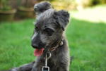 Feather - Terrier + Schnauzer Dog