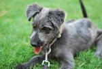 Feather - Terrier + Schnauzer Dog