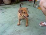 Roy - Mixed Breed Dog