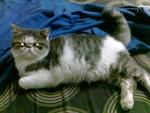 Chriss  - Exotic Shorthair Cat