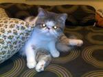 Chriss  - Exotic Shorthair Cat