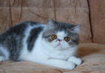 Chriss  - Exotic Shorthair Cat