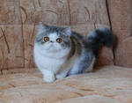 Chriss  - Exotic Shorthair Cat