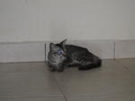 Nana Kai - Adopted By Anis - Domestic Short Hair Cat