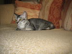 Nana Kai - Adopted By Anis - Domestic Short Hair Cat