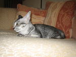 Nana Kai - Adopted By Anis - Domestic Short Hair Cat