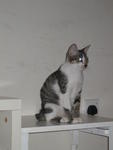 Archie - Adopted By Nurul - Domestic Short Hair Cat