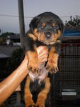 Quality Rottweiler Puppies - Rottweiler Dog