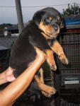 Quality Rottweiler Puppies - Rottweiler Dog