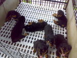 Quality Rottweiler Puppies - Rottweiler Dog