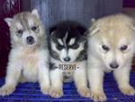 Husky Puppies - Siberian Husky Dog