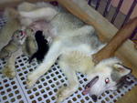 Husky Puppies - Siberian Husky Dog