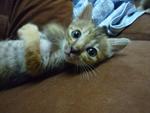 Cleo Aka Belang - Domestic Short Hair + Tabby Cat